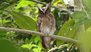 Duc à aigrettes - Lophostrix cristata - Crested Owl