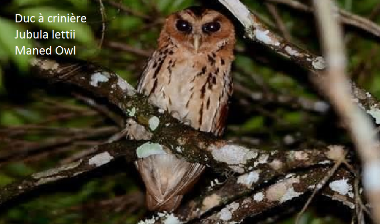 Duc à crinière - Jubula lettii - Maned Owl