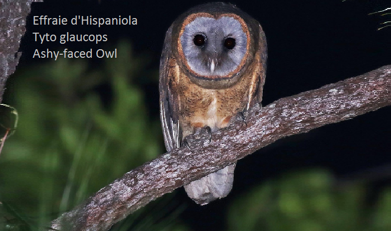 Effraie d'Hispaniola Tyto glaucops Ashy-faced Owl