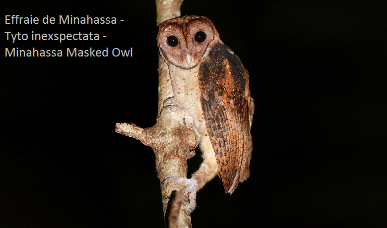 Effraie de Minahassa - Tyto inexspectata -Minahassa Masked Owl
