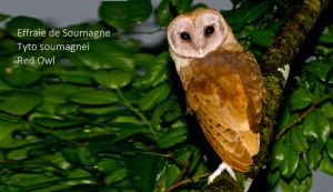Effraie de Soumagne Tyto soumagnei Red Owl