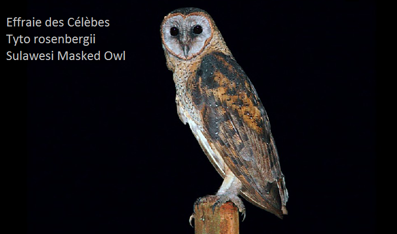 Effraie des Célèbes Tyto rosenbergii Sulawesi Masked Owl