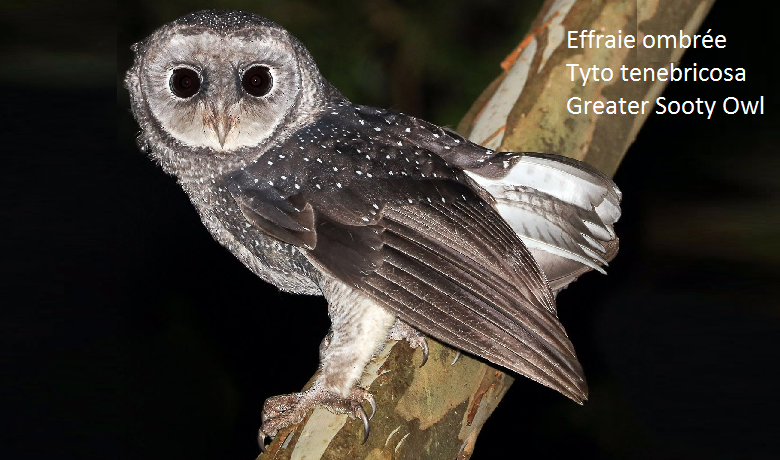 Effraie ombrée Tyto tenebricosa Greater Sooty Owl