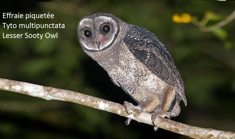 Effraie piquetée Tyto multipunctata Lesser Sooty Owl