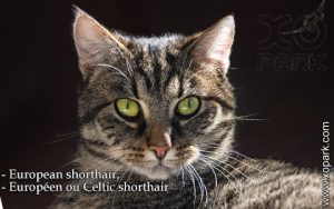 European shorthair, Européen ou Celtic shorthair