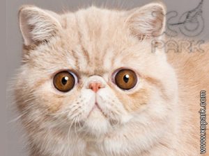 Exotic shorthair - Exotic shorthair cat - brachycéphales - Shorthaired Persian - Exotische Kurzhaarkatze