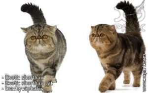 Exotic shorthair - Exotic shorthair cat - brachycéphales - Shorthaired Persian - Exotische Kurzhaarkatze