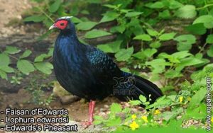 Faisan d'Edwards - Lophura edwardsi - Edwards's Pheasant