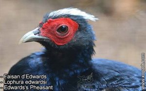 Faisan d'Edwards - Lophura edwardsi - Edwards's Pheasant