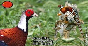 Faisan d'Elliot - Syrmaticus ellioti - Elliot's Pheasant - Phasianidae