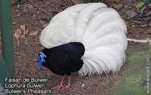 Faisan de Bulwer - Lophura bulweri - Bulwer's Pheasant