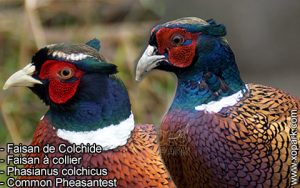 Phasianus colchicus (Faisan de Colchide - Faisan à collier - Common Pheasantest