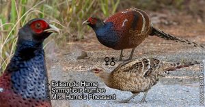 Faisan de Hume - Syrmaticus humiae - Mrs. Hume's Pheasant