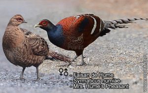 Faisan de Hume - Syrmaticus humiae - Mrs. Hume's Pheasant