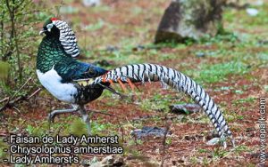 Faisan de Lady Amherst - Chrysolophus amherstiae - Lady Amherst's