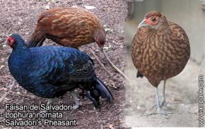 Faisan de Salvadori - Lophura inornata - Salvadori's Pheasant - Phasianidés - Phasianidae - Galliformes - Vertebr /