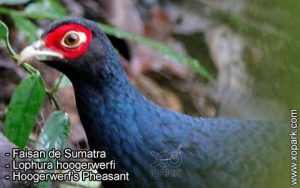 Faisan de Sumatra Lophura hoogerwerfi Hoogerwerf's Pheasant