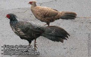 Faisan de Sumatra Lophura hoogerwerfi Hoogerwerf's Pheasant