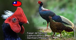 Faisan de Swinhoe - Lophura swinhoii - Swinhoe's Pheasant