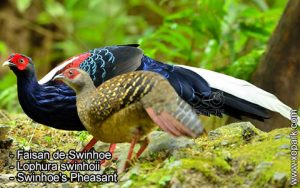 Faisan de Swinhoe - Lophura swinhoii - Swinhoe's Pheasant