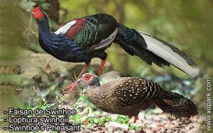 Faisan de Swinhoe - Lophura swinhoii - Swinhoe's Pheasant