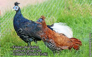 Faisan de Vieillot - Lophura ignita rufa - Crested Fireback (rufa)