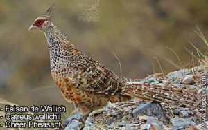 Faisan de Wallich - Catreus wallichii - Cheer Pheasant