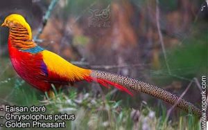 Faisan doré - Chrysolophus pictus - Golden Pheasant