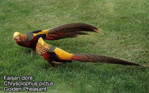 Faisan doré - Chrysolophus pictus - Golden Pheasant