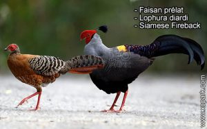 Faisan prélat Lophura diardi Siamese Fireback est une espèce des Faisans famille des Phasianidés (Phasianidae)