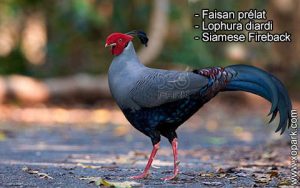 Faisan prélat Lophura diardi Siamese Fireback est une espèce des Faisans famille des Phasianidés (Phasianidae)