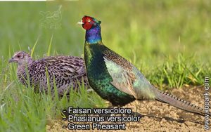 Faisan versicolore Phasianus versicolor Green Pheasant est une espèce des Faisans famille des Phasianidés (Phasianidae)