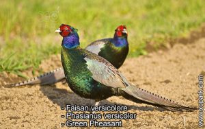 Faisan versicolore Phasianus versicolor Green Pheasant est une espèce des Faisans famille des Phasianidés (Phasianidae)