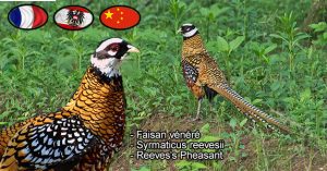 Faisan vénéré Syrmaticus reevesii Reeves's Pheasant est une espèce des Faisans famille des Phasianidés (Phasianidae)