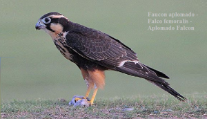 Faucon aplomado - Falco femoralis - Aplomado Falcon