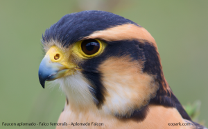 Faucon aplomado - Falco femoralis - Aplomado Falcon