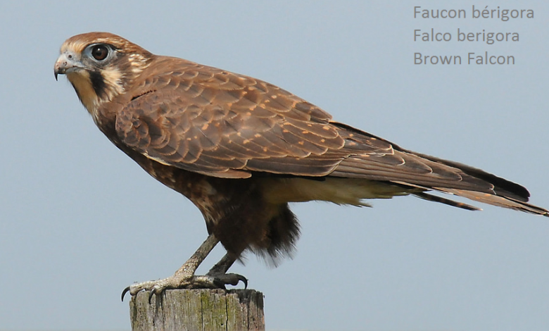 Faucon bérigora - Falco berigora - Brown Falcon
