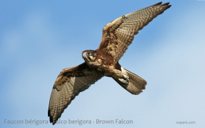 Faucon bérigora - Falco berigora - Brown Falcon