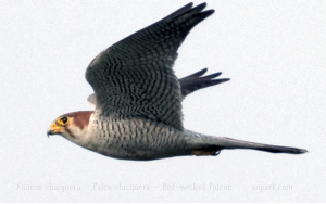 Faucon chicquera - Falco chicquera - Red-necked Falcon