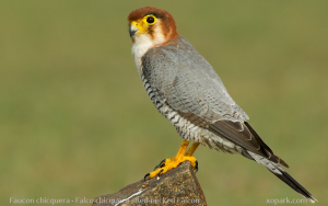 Faucon chicquera - Falco chicquera - Red-necked Falcon