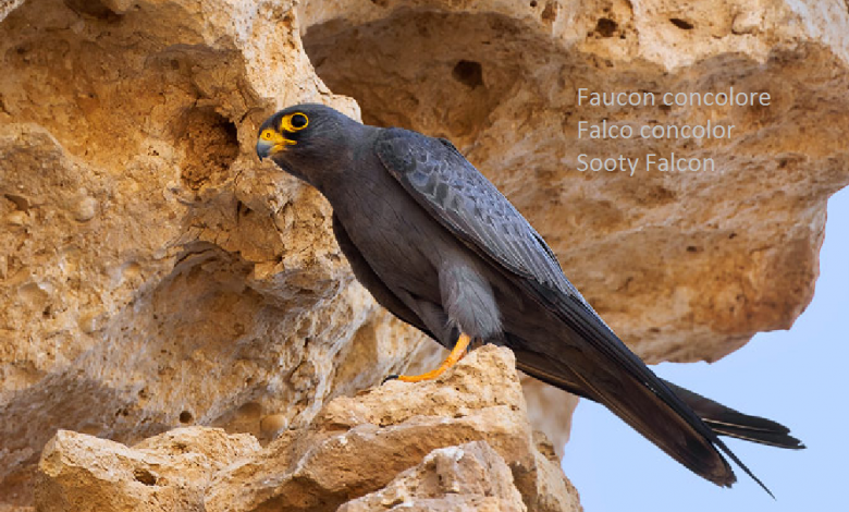 Faucon concolore - Falco concolor - Sooty Falcon