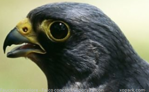 Faucon concolore - Falco concolor - Sooty Falcon