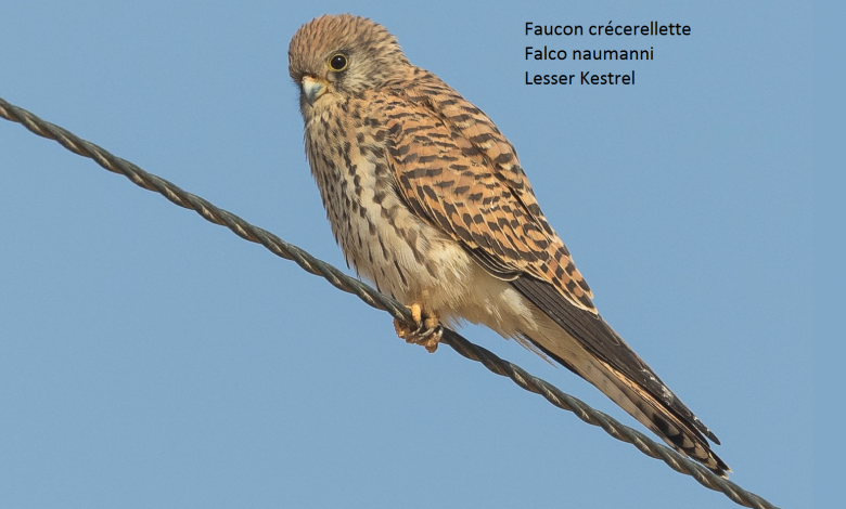 Faucon crécerellette - Falco naumanni - Lesser Kestrel