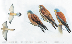 Faucon crécerellette - Falco naumanni - Lesser Kestrel
