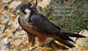 Faucon d'Éléonore - Falco eleonorae - Eleonora's Falcon