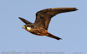 Faucon d'Éléonore - Falco eleonorae - Eleonora's Falcon
