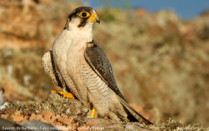 Faucon de Barbarie - Falco pelegrinoides - Barbary Falcon
