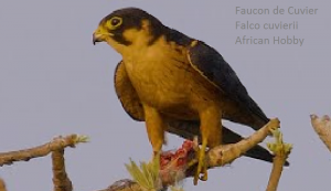 Faucon de Cuvier - Falco cuvierii - African Hobby