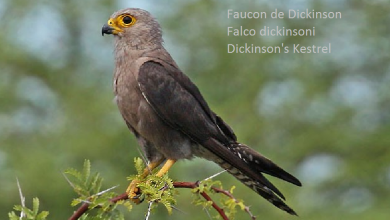 Faucon de Dickinson - Falco dickinsoni - Dickinson's Kestrel
