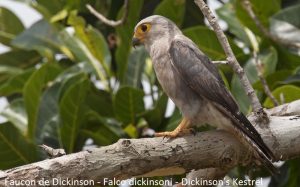 Faucon de Dickinson - Falco dickinsoni - Dickinson's Kestrel